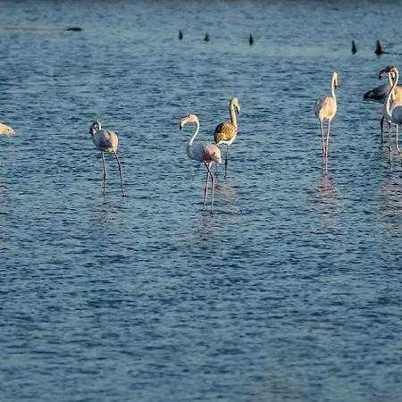 Sotto Mayor * Figueira da Foz